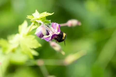 Bumblebee on a geranium flower, Giverny, France — Nicolas Marincic