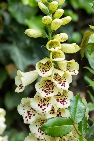 Speckled foxglove, Monet’s garden, France — Nicolas Marincic