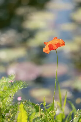 Coquelicot devant le bassin aux nymphéas, Giverny, France — Nicolas Marincic