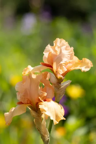 Peach bearded iris, Giverny, France — Nicolas Marincic