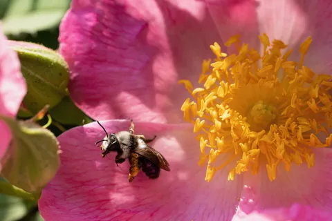 Bee flying into a pink rose, Giverny, France — Nicolas Marincic