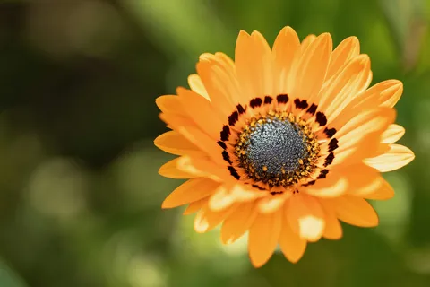 Orange African daisy, Giverny, France — Nicolas Marincic