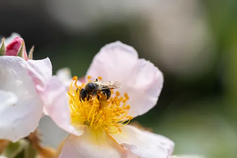 Bee in a wild rose, Giverny, France — Nicolas Marincic