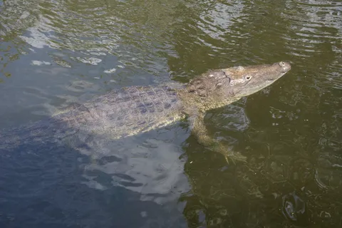 Morelet’s crocodile swimming, Petén, Guatemala — Nicolas Marincic