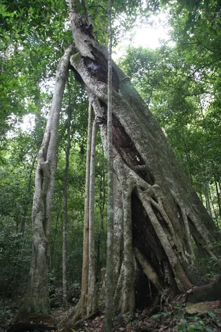 Roots of a strangler fig in the forest, Guatemala — Nicolas Marincic