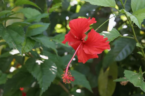 Hibiscus, Flores, Guatemala — Nicolas Marincic