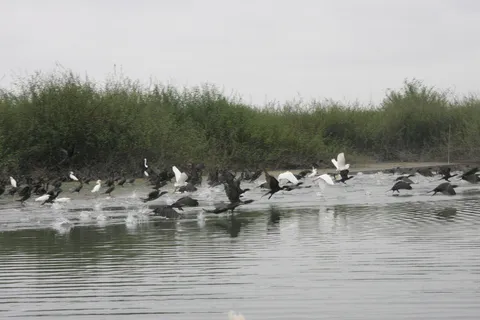 Herons taking off, Petexbatún river, Guatemala — Nicolas Marincic