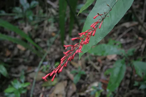 Red tubular flowers in the Aguateca forest, Guatemala — Nicolas Marincic