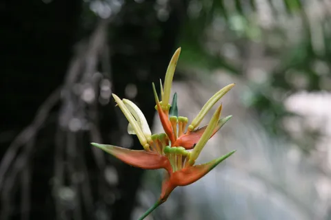 Heliconia-like flower in the Aguateca forest, Guatemala — Nicolas Marincic