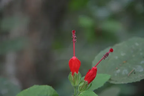 Red Malvaviscus flowers, Guatemala — Nicolas Marincic