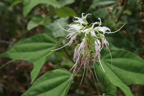 White spidery flower, Guatemala — Nicolas Marincic