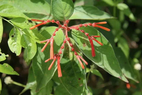 Orange Hamelia flowers, Guatemala — Nicolas Marincic