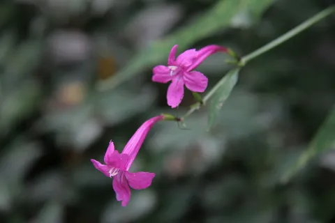 Magenta flowers, Tikal, Guatemala — Nicolas Marincic
