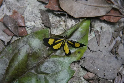 Yellow-and-black butterfly on a leaf, Tikal, Guatemala — Nicolas Marincic