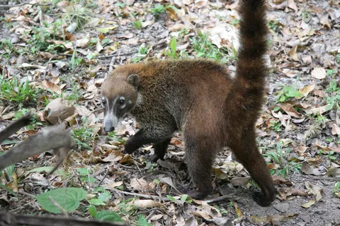 Coati, Tikal, Guatemala — Nicolas Marincic