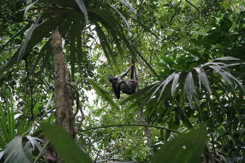 Spider monkey, Tikal, Guatemala — Nicolas Marincic