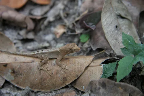 Anole on dead leaves, Yaxhá, Guatemala — Nicolas Marincic