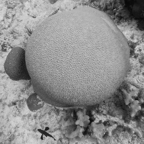 Brain coral in black and white, Honduras — Nicolas Marincic