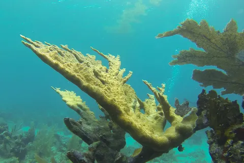 Elkhorn coral, Honduras — Nicolas Marincic