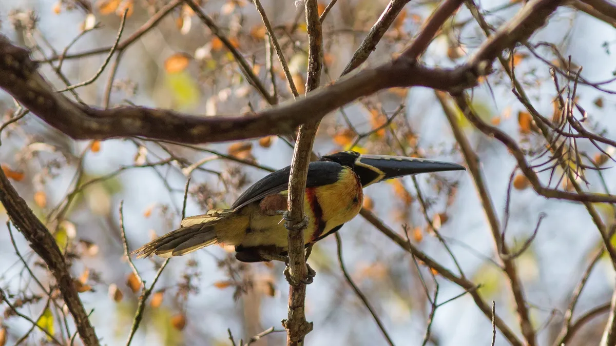 Toucanet in bare branches, Copán, Honduras — Nicolas Marincic