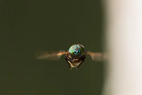 Insect in flight, Copán, Honduras — Nicolas Marincic
