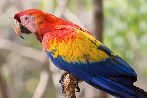 Scarlet macaw, Copán, Honduras — Nicolas Marincic