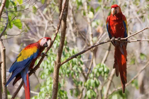 Two scarlet macaws, Copán, Honduras — Nicolas Marincic