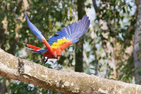 Scarlet macaw landing, Copán, Honduras — Nicolas Marincic