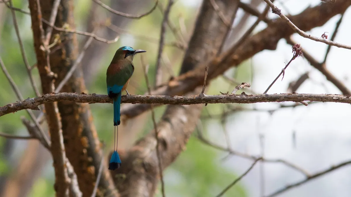 Turquoise-browed motmot, Copán, Honduras — Nicolas Marincic