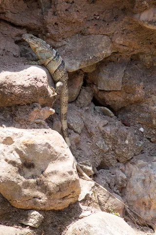 Iguana in the ruins, Copán, Honduras — Nicolas Marincic