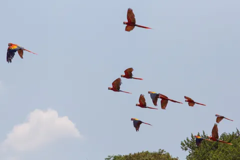 Flock of scarlet macaws in flight, Copán, Honduras — Nicolas Marincic