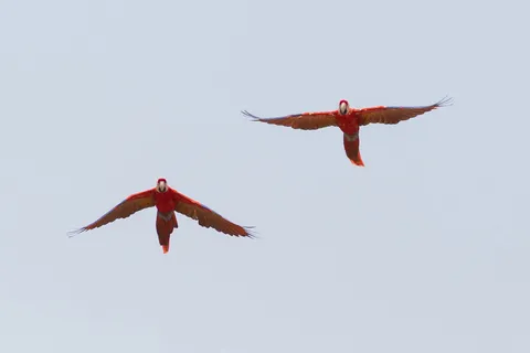 Two scarlet macaws in flight, Copán, Honduras — Nicolas Marincic
