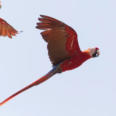 Scarlet macaw in flight, Copán, Honduras — Nicolas Marincic