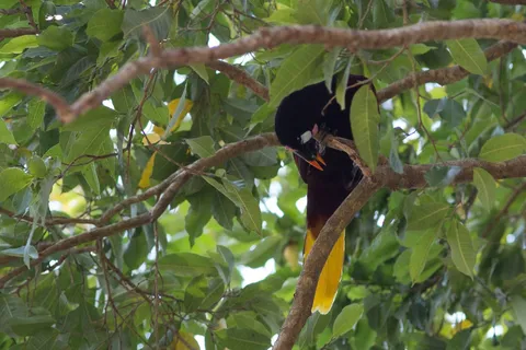 Montezuma oropendola, Copán, Honduras — Nicolas Marincic