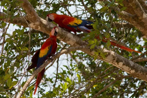 Scarlet macaws in a tree, Copán, Honduras — Nicolas Marincic