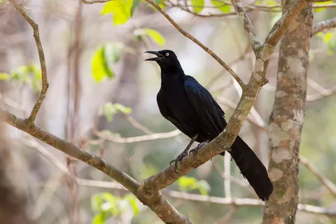 Great-tailed grackle calling, Copán, Honduras — Nicolas Marincic