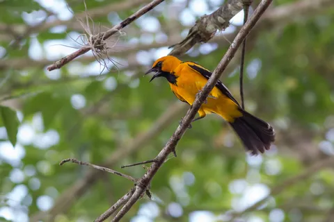 Altamira oriole, Copán, Honduras — Nicolas Marincic