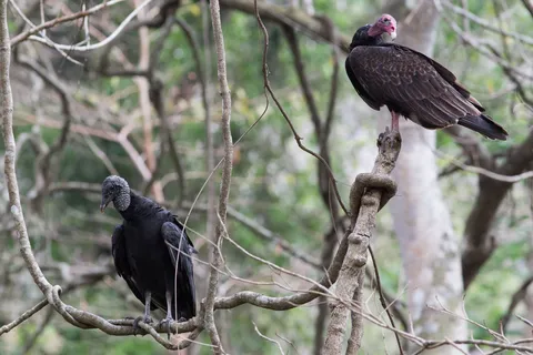 Black and turkey vultures, Copán, Honduras — Nicolas Marincic
