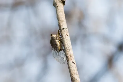 Cicada on a twig, Copán, Honduras — Nicolas Marincic