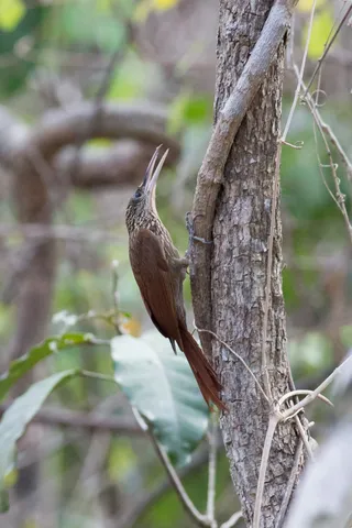 Woodcreeper on a trunk, Copán, Honduras — Nicolas Marincic