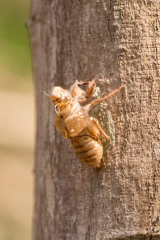 Cicada exuvia on bark, Copán, Honduras — Nicolas Marincic