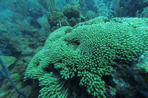 Coral on the Utila reef, Honduras — Nicolas Marincic