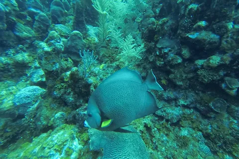 French angelfish, Utila, Honduras — Nicolas Marincic