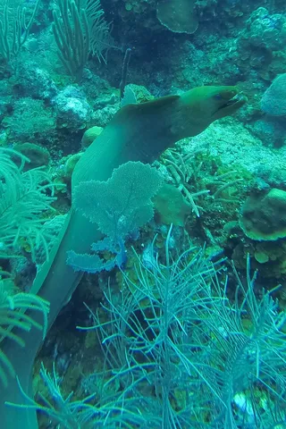 Green moray eel, Utila, Honduras — Nicolas Marincic