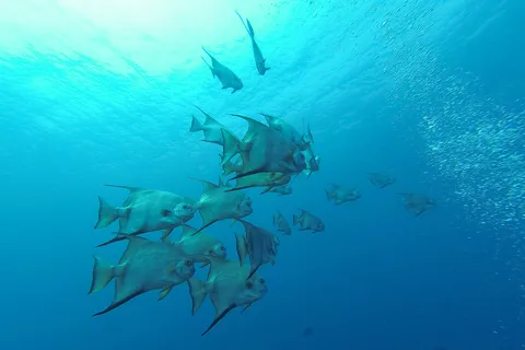 School of spadefish, Utila, Honduras — Nicolas Marincic