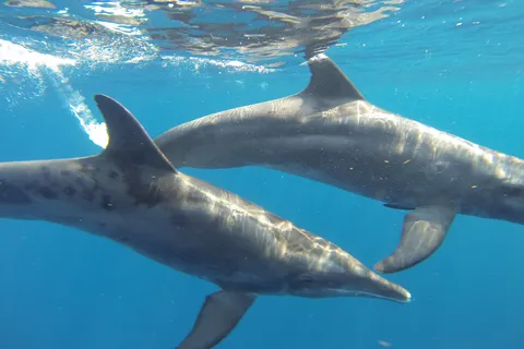 Pair of dolphins, Utila, Honduras — Nicolas Marincic