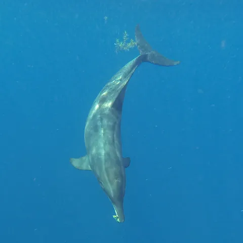 Dolphin diving, Utila, Honduras — Nicolas Marincic