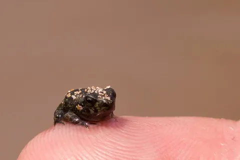 Tiny toad on a fingertip, Honduras — Nicolas Marincic