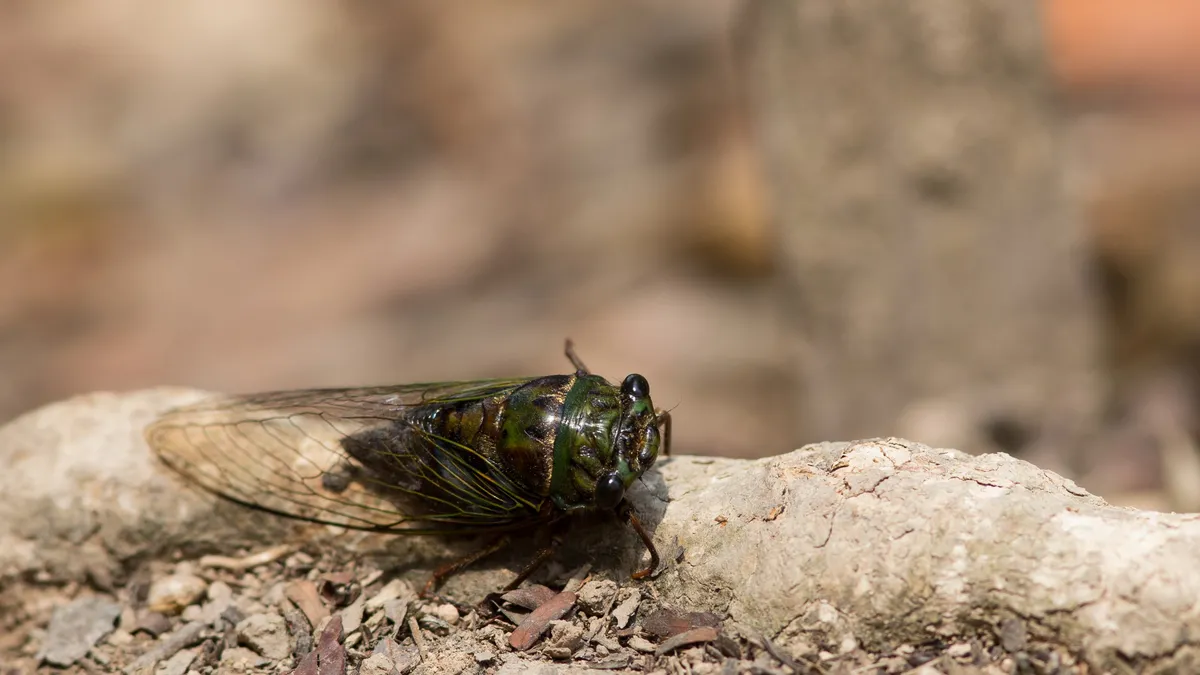 Cicada on a root, Honduras — Nicolas Marincic