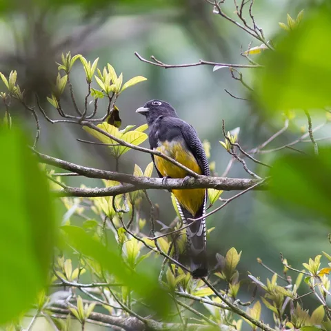 Bird in the canopy, Honduras — Nicolas Marincic